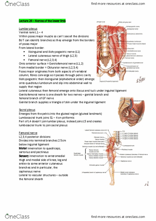 ANAT30007 Lecture Notes - Lecture 26: Piriformis Muscle, Abdominal Wall, Peroneus Longus thumbnail