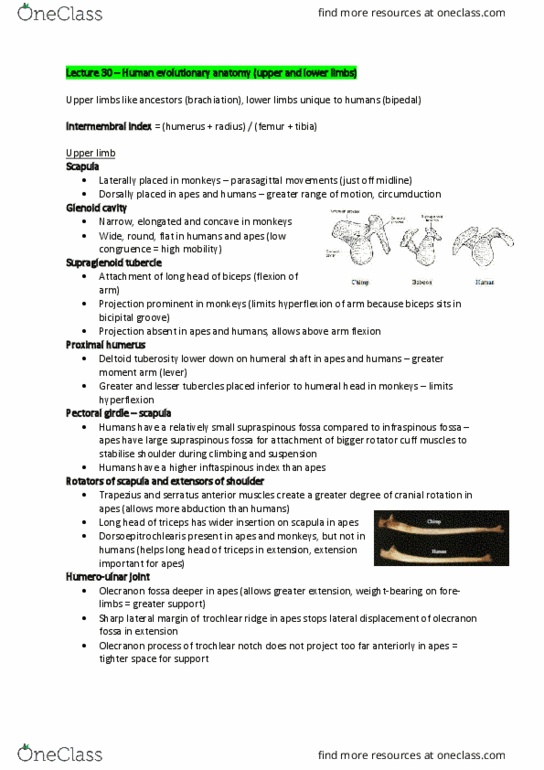 ANAT30007 Lecture Notes - Lecture 30: Phalanx Bone, Femoral Head, Triceps Brachii Muscle thumbnail