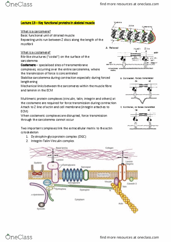 PHYS30005 Lecture Notes - Lecture 13: Alternative Splicing, Costamere, Transmembrane Protein thumbnail