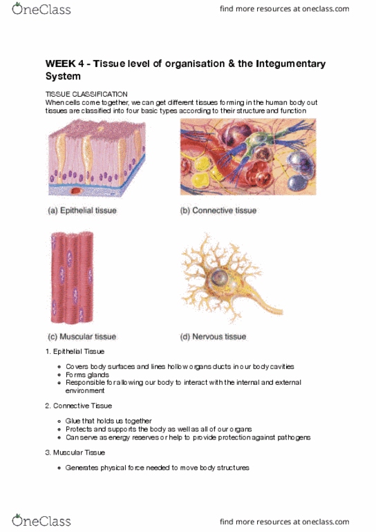 BMSC11001 Lecture Notes - Lecture 4: Chondrocyte, Hair Follicle, Thoracic Cavity thumbnail