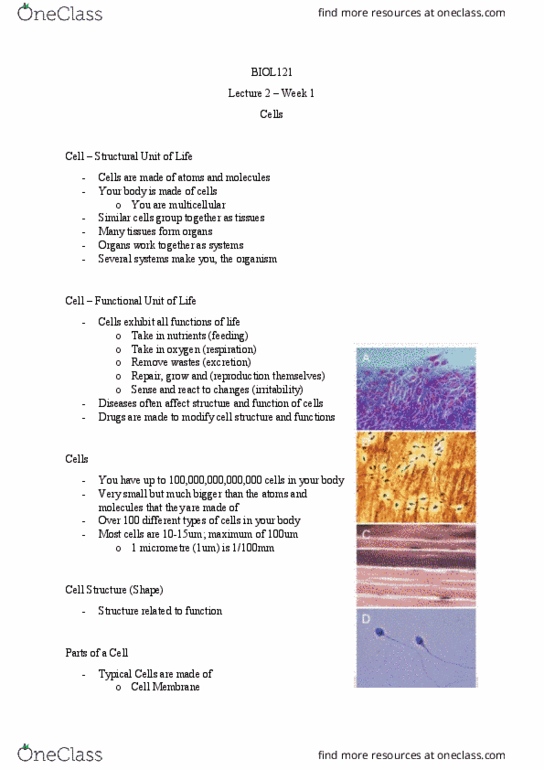 BIOL121 Lecture Notes - Lecture 2: Endoplasmic Reticulum, Membrane Transport Protein, Cholesterol thumbnail
