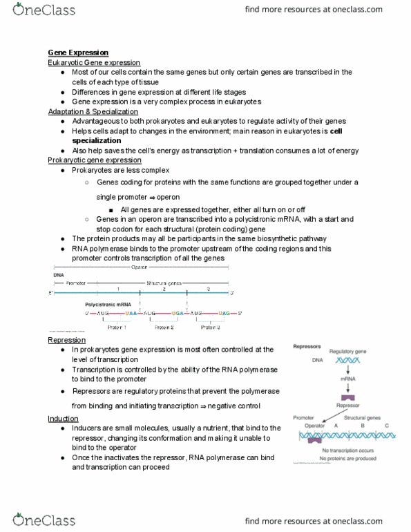 HTHSCI 1LL3 Lecture Notes - Lecture 9: Lactose Intolerance, Globin, Water–Electrolyte Imbalance thumbnail