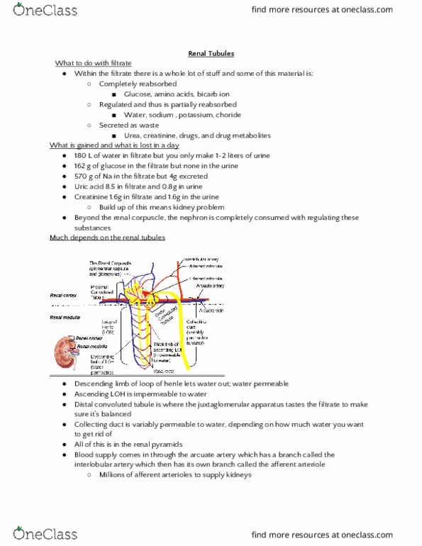 HTHSCI 1H06 Lecture Notes - Lecture 19: Internal Sphincter Muscle Of Urethra, Acidosis, Hyperkalemia thumbnail
