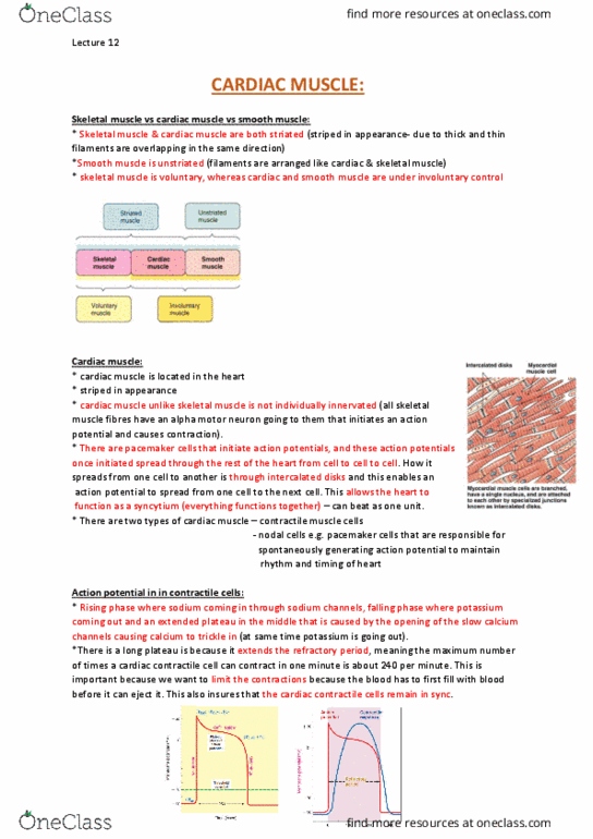 PHYS20008 Lecture Notes - Lecture 12: Cardiac Muscle, Skeletal Muscle, Intercalated Disc thumbnail