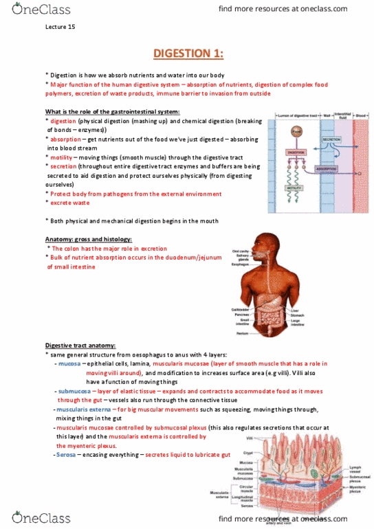 PHYS20008 Lecture Notes - Lecture 15: Membrane Potential, Myenteric Plexus, Autonomic Nervous System thumbnail