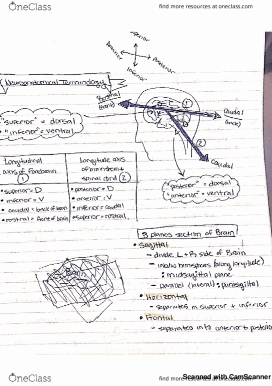 KINES 101 Lecture 1: Kines 101 neuroanatomical terminology thumbnail