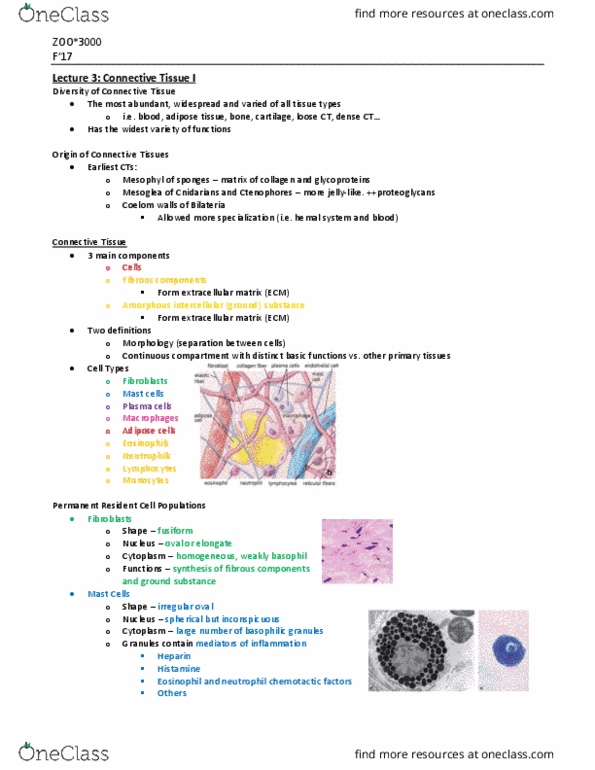 ZOO 3000 Lecture Notes - Lecture 3: Elastin, Heparin, Eosinophil thumbnail