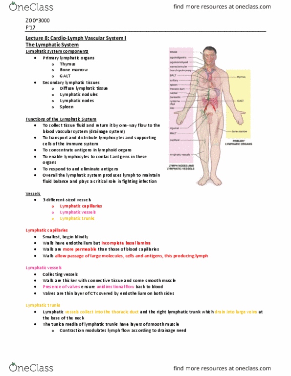 ZOO 3000 Lecture Notes - Lecture 8: Antibody, Axilla, Myofibroblast thumbnail