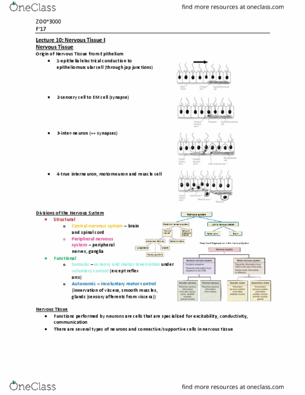 ZOO 3000 Lecture Notes - Lecture 10: Phagocytosis, Microtubule, Endorphins thumbnail