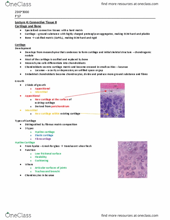 ZOO 3000 Lecture Notes - Lecture 4: Ground Substance, Trachea, Osteoclast thumbnail