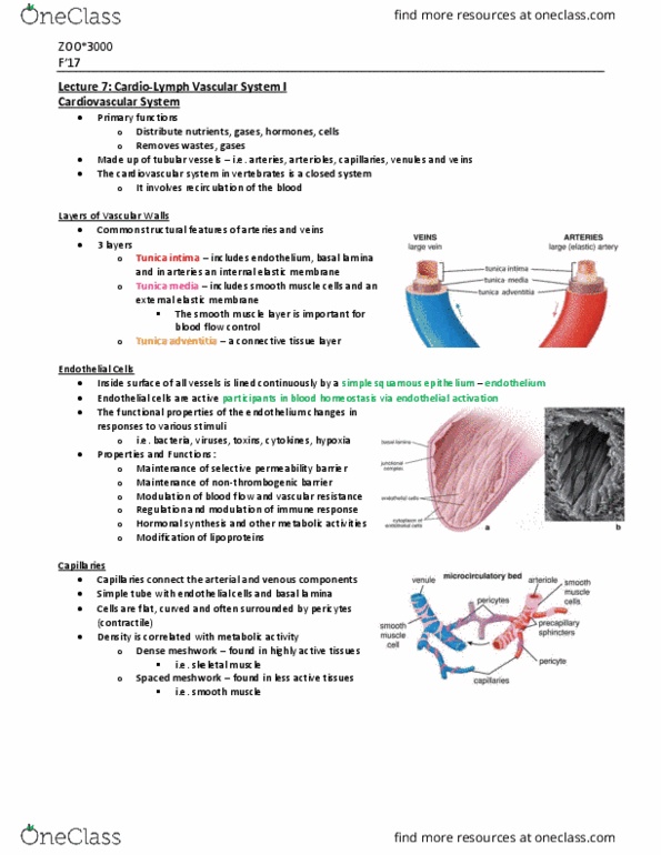 ZOO 3000 Lecture Notes - Lecture 7: Lipoprotein, Basal Lamina, Simple Squamous Epithelium thumbnail