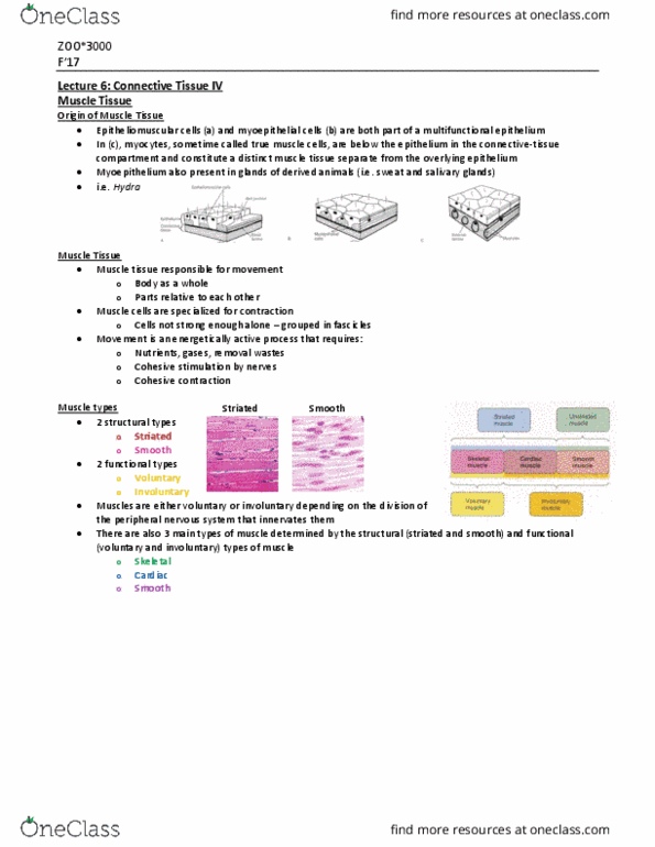 ZOO 3000 Lecture Notes - Lecture 6: Autonomic Nervous System, Multinucleate, Muscle Tissue thumbnail