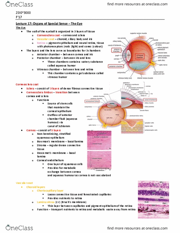 ZOO 3000 Lecture Notes - Lecture 17: Eye Color, Vitreous Body, Corneal Endothelium thumbnail