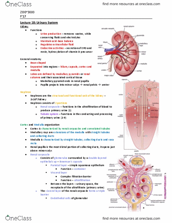 ZOO 3000 Lecture Notes - Lecture 18: Zipper, Renal Pelvis, Macula Densa thumbnail