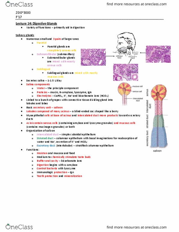 ZOO 3000 Lecture Notes - Lecture 14: Insulin-Like Growth Factor 1, Ribonuclease, Microvillus thumbnail