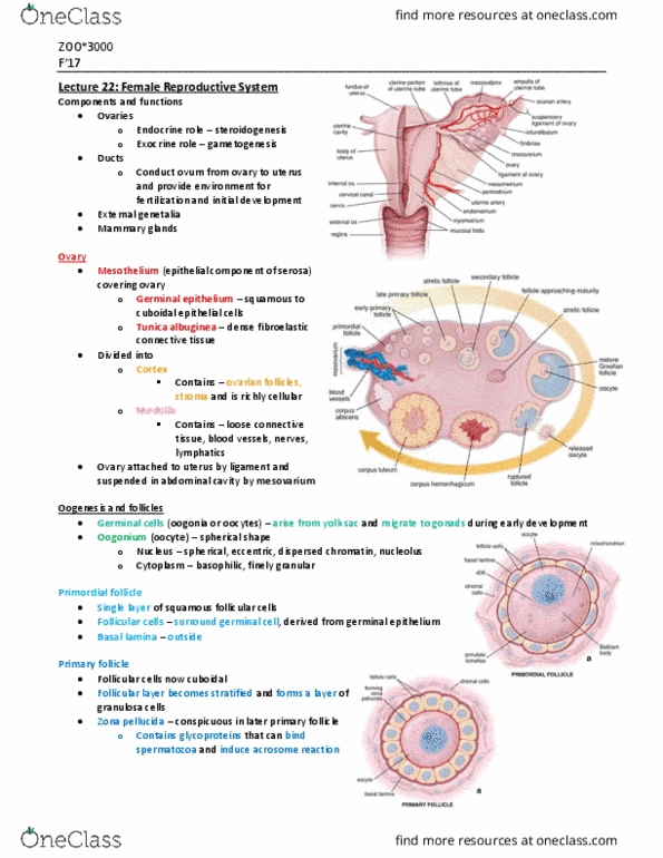 ZOO 3000 Lecture Notes - Lecture 22: Abdominal Cavity, Theca Interna, Ovulation thumbnail