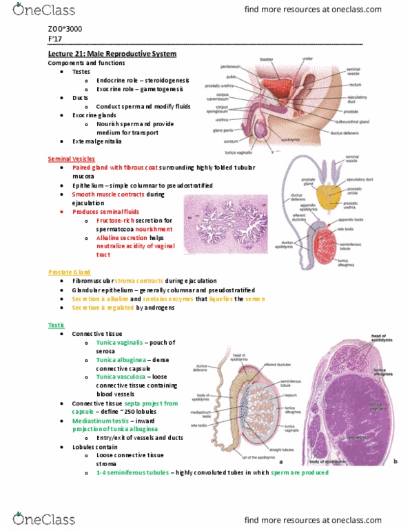 ZOO 3000 Lecture Notes - Lecture 21: Ejaculation, Steroid, Spermatid thumbnail