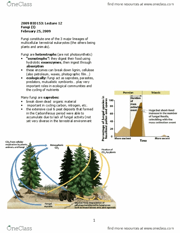 BIO153H5 Lecture Notes - Lecture 12: Ascus, Commensalism, Glomeromycota thumbnail