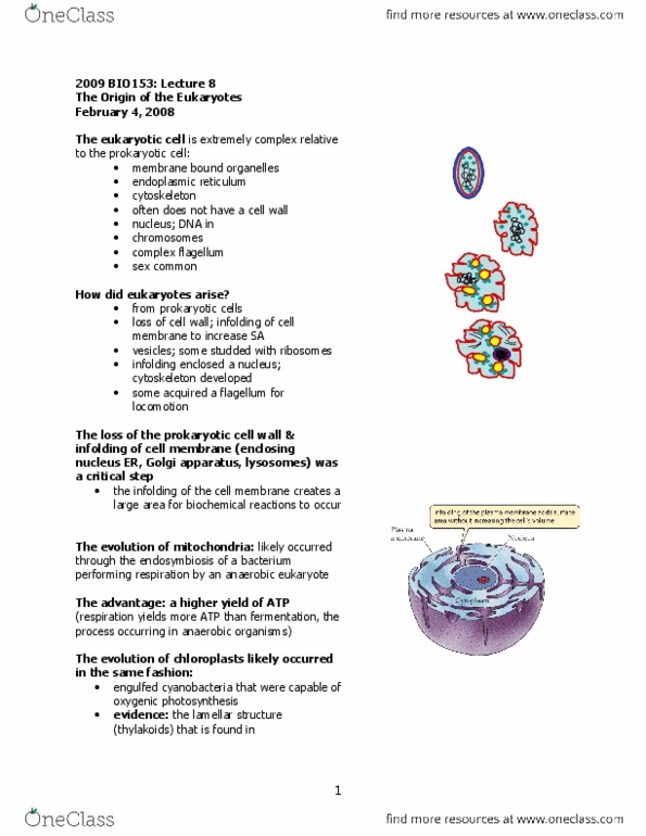 BIO153H5 Lecture Notes - Lecture 8: Euglenozoa, Plasmodium, Ciliate thumbnail