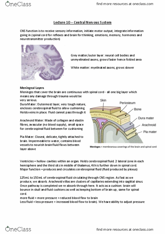9808 Lecture Notes - Lecture 10: Occipital Lobe, Collagen, Melatonin thumbnail