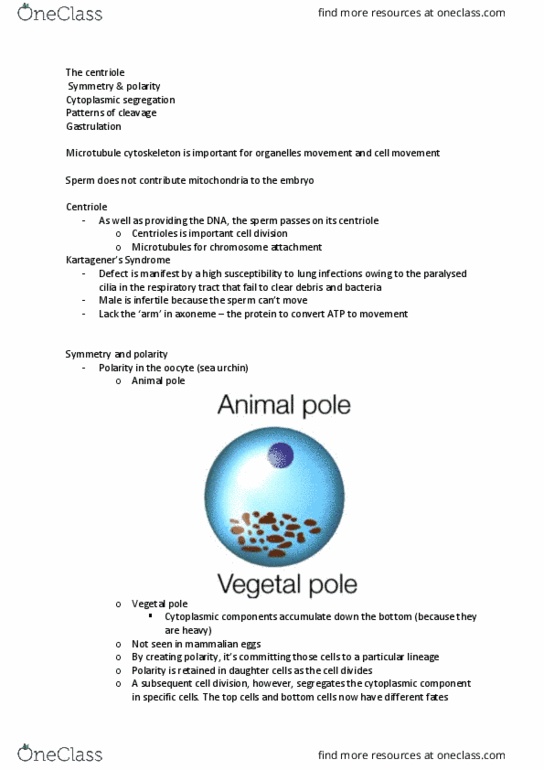 BIOL10002 Lecture Notes - Lecture 31: Polarity In Embryogenesis, Blastula, Catenin thumbnail