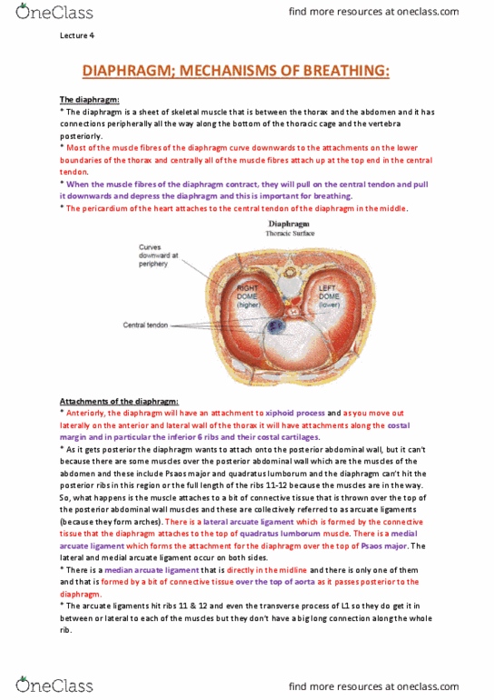 ANAT30008 Lecture Notes - Lecture 4: Intercostal Muscle, Intercostal Nerves, Scalene Muscles thumbnail
