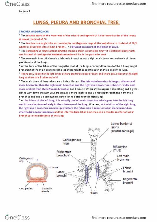 ANAT30008 Lecture Notes - Lecture 3: Cricoid Cartilage, Azygos Vein, Parasympathetic Nervous System thumbnail