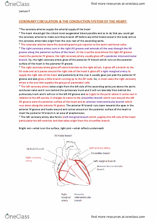 ANAT30008 Lecture Notes - Lecture 7: Intercostal Arteries, Ascending Aorta, Subclavian Vein thumbnail