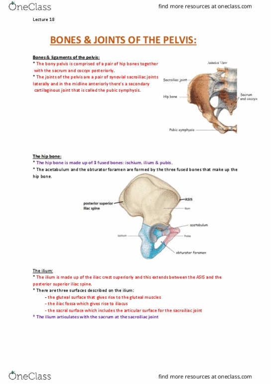 ANAT30008 Lecture Notes - Lecture 18: Hip, Fascia, Cartilaginous Joint thumbnail