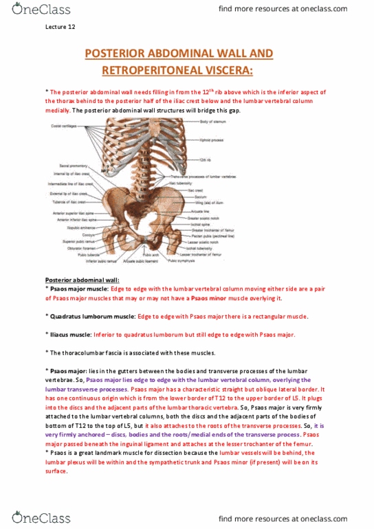 ANAT30008 Lecture Notes - Lecture 12: Pelvic Brim, Abdominal Internal Oblique Muscle, Kidney Stone Disease thumbnail