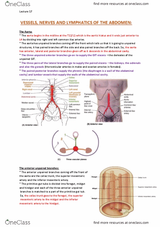 ANAT30008 Lecture Notes - Lecture 17: Celiac Artery, Umbilical Vein, Portal Vein thumbnail
