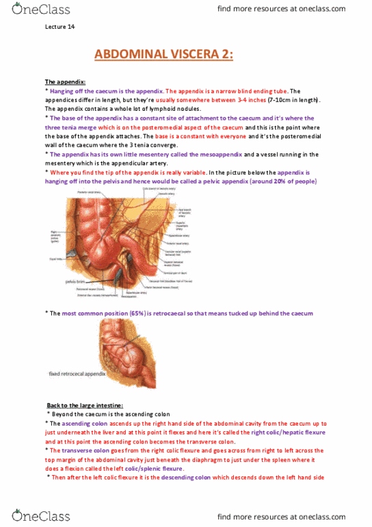 ANAT30008 Lecture Notes - Lecture 14: Curvatures Of The Stomach, Major Duodenal Papilla, Pancreatic Duct thumbnail