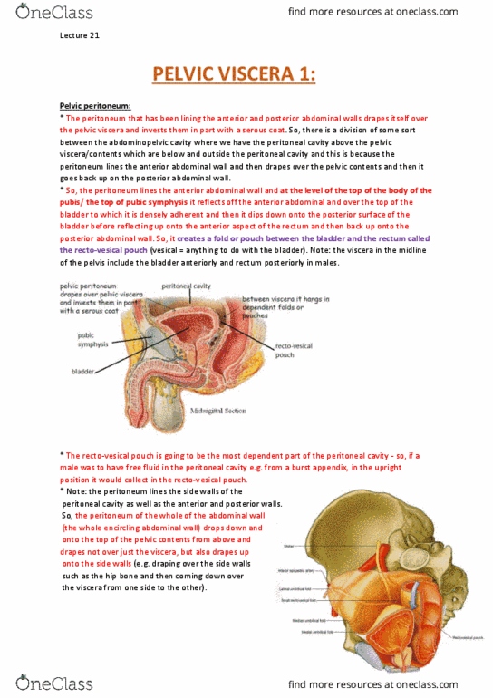 ANAT30008 Lecture Notes - Lecture 21: Genitourinary System, Broad Ligament Of The Uterus, Curettage thumbnail