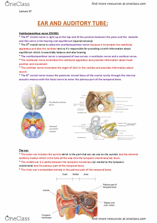ANAT30008 Lecture Notes - Spring 2015, Lecture 8 - Brachiocephalic Vein,  Peristalsis, Trachea