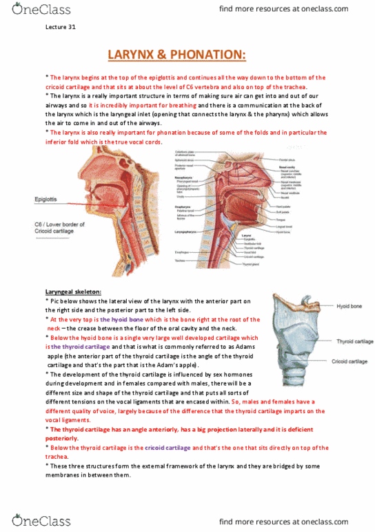 ANAT30008 Lecture Notes - Lecture 31: Hyoid Bone, Lateral Cricoarytenoid Muscle, Vocal Process thumbnail