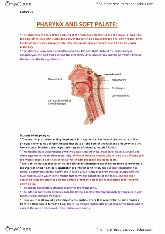 ANAT30008 Lecture Notes - Lecture 33: Hyoid Bone, Salpinx, Vasodilation thumbnail