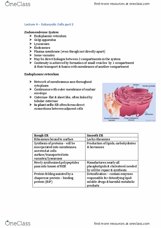 BIOL10004 Lecture Notes - Lecture 4: Autophagy, Organic Compound, Ultimate Tensile Strength thumbnail