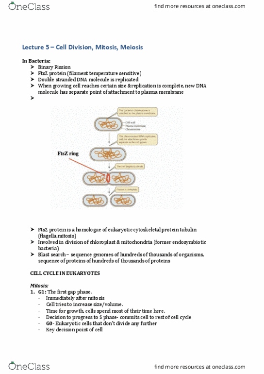 BIOL10004 Lecture Notes - Lecture 5: Nucleolus, Sister Chromatids, Homologous Recombination thumbnail