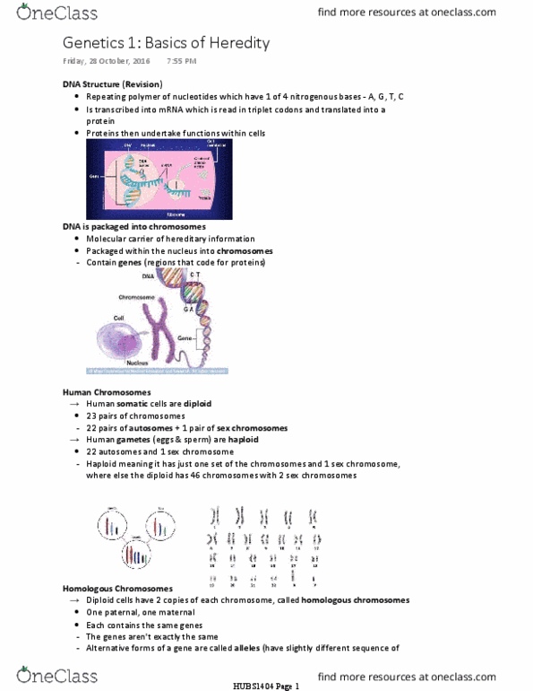HUBS1404 Lecture Notes - Lecture 5: Chromosome, Silent Mutation, Autosome thumbnail