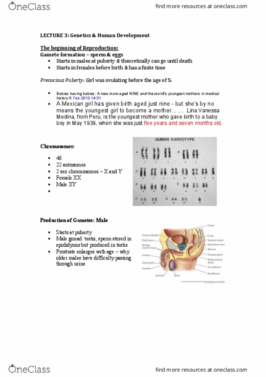 POPH20001 Lecture Notes - Lecture 3: Gonad, Antibody, Y Chromosome thumbnail
