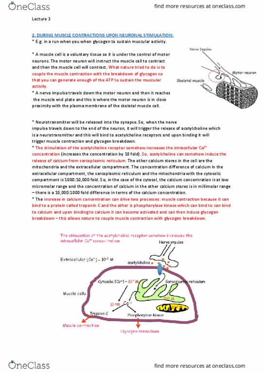 BCMB30004 Lecture Notes - Lecture 3: Threonine, Tyrosine, Cell Membrane thumbnail