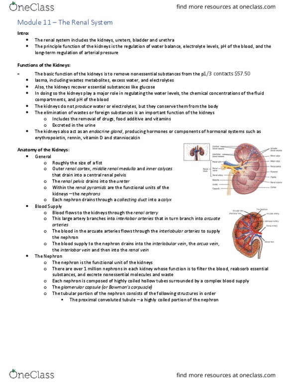 Physiology 2130 Lecture Notes - Lecture 11: Tight Junction, Cotransporter, Renal Vein thumbnail