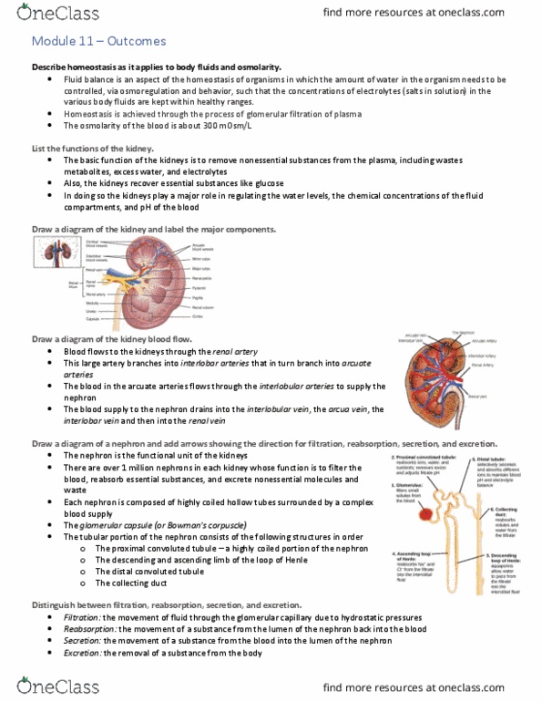 Physiology 2130 Lecture Notes - Lecture 11: Baroreceptor, Adrenal Gland, Oncotic Pressure thumbnail