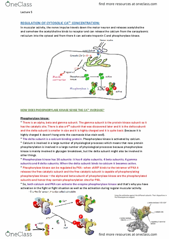 BCMB30004 Lecture Notes - Lecture 5: Hydrophile, Skeletal Muscle, Cell Membrane thumbnail