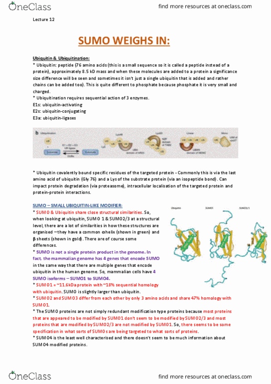 BCMB30004 Lecture Notes - Lecture 12: Mammalian Genome, Ube2I, Prostate Cancer thumbnail