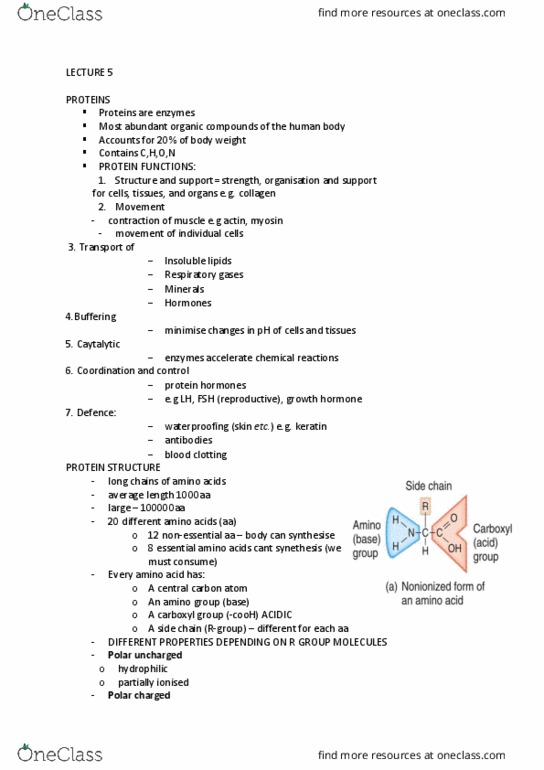 HUBS1403 Lecture Notes - Lecture 5: Nitrogenous Base, Cytosine, Hydrogen Bond thumbnail