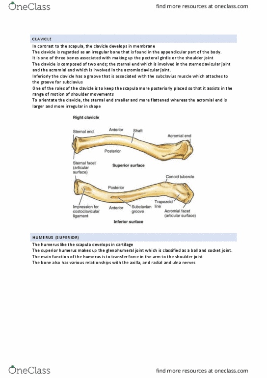 BIOS1168 Lecture Notes - Lecture 2: Acromioclavicular Joint, Humerus, Clavicle thumbnail