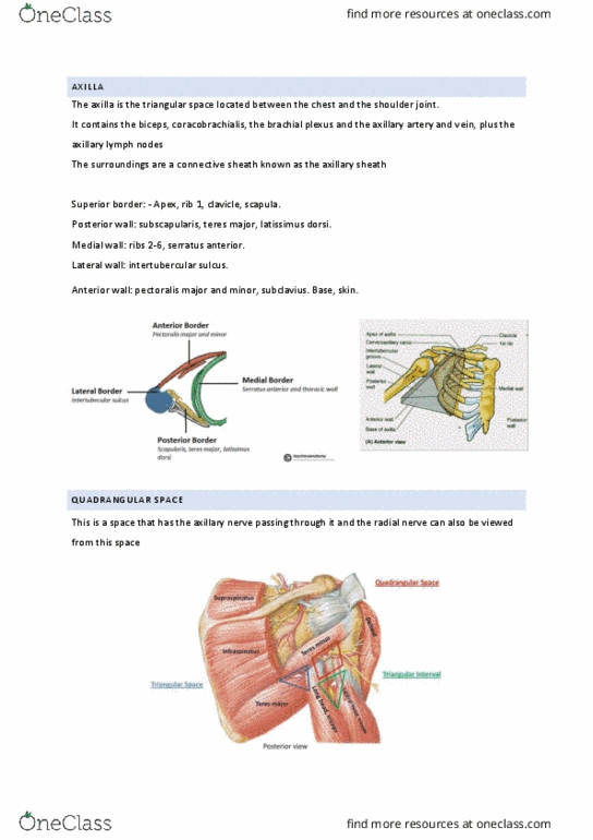 BIOS1168 Lecture Notes - Lecture 4: Olecranon, Brachial Artery, Latissimus Dorsi Muscle thumbnail