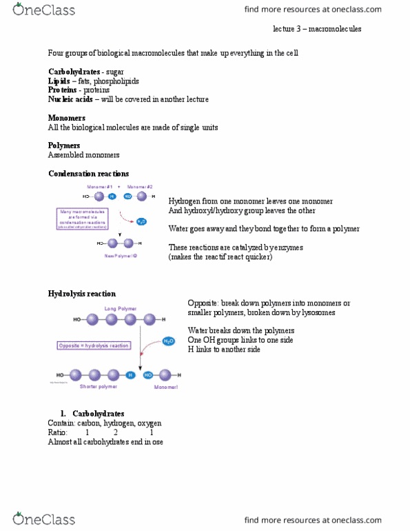 BIOL 1010 Lecture Notes - Lecture 3: Antibody, Hemoglobin, Glycogen thumbnail