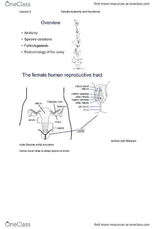 BIOL30001 Lecture Notes - Lecture 2: Endometrium, Gonadotropin, Prenatal Development thumbnail